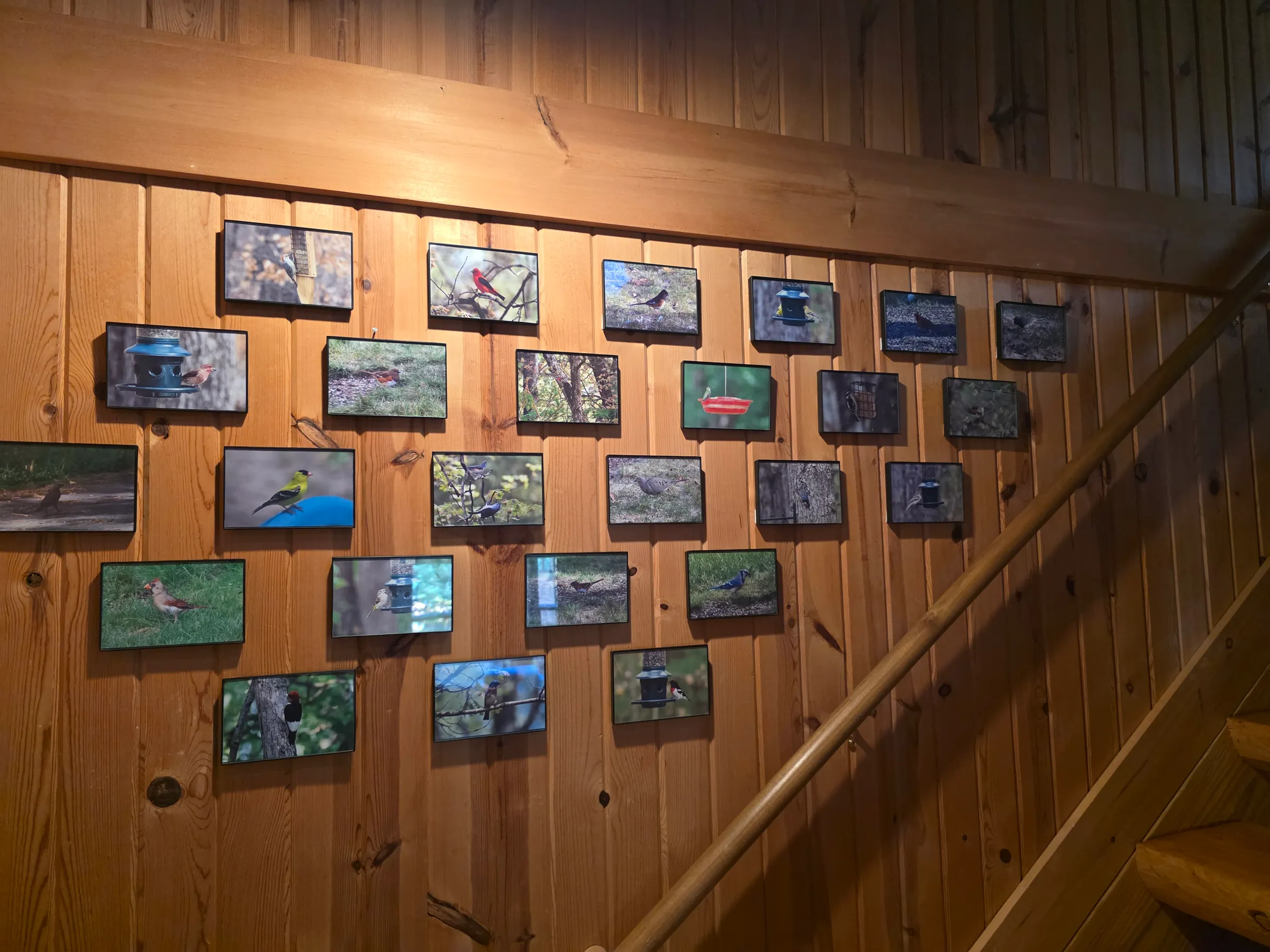 Bird photo wall along the stairs