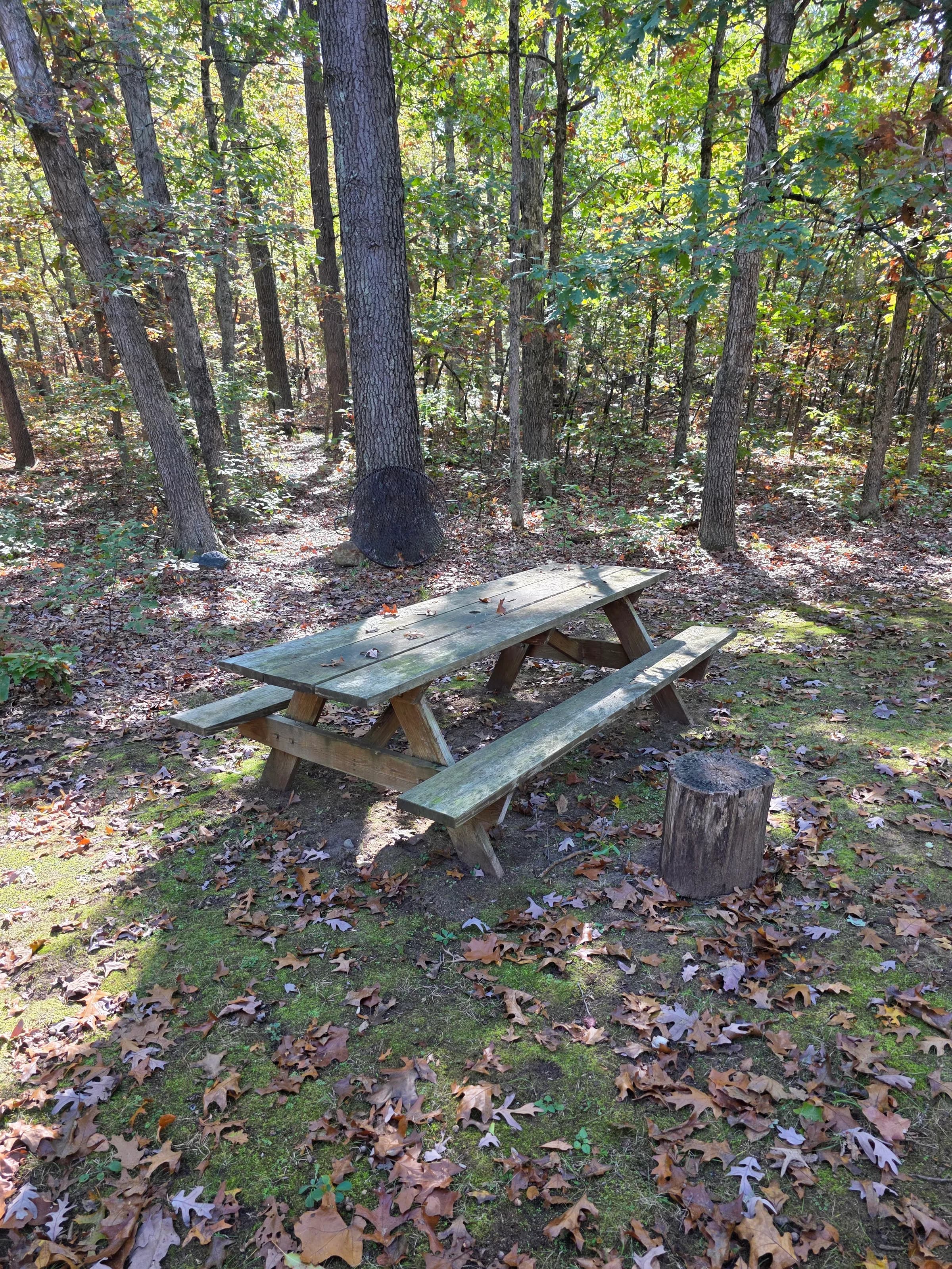 Picnic table in the woods