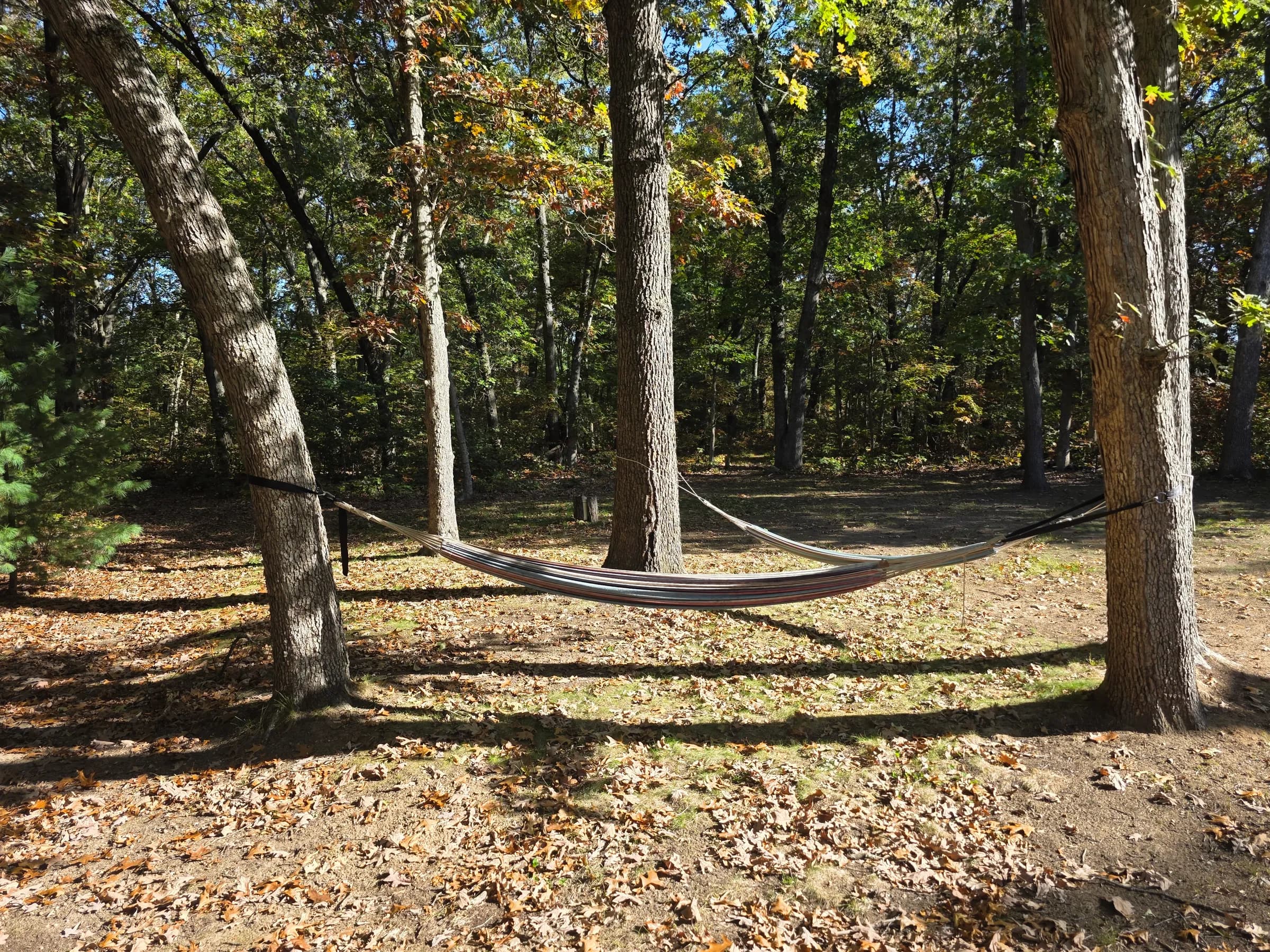 Hammock in the trees
