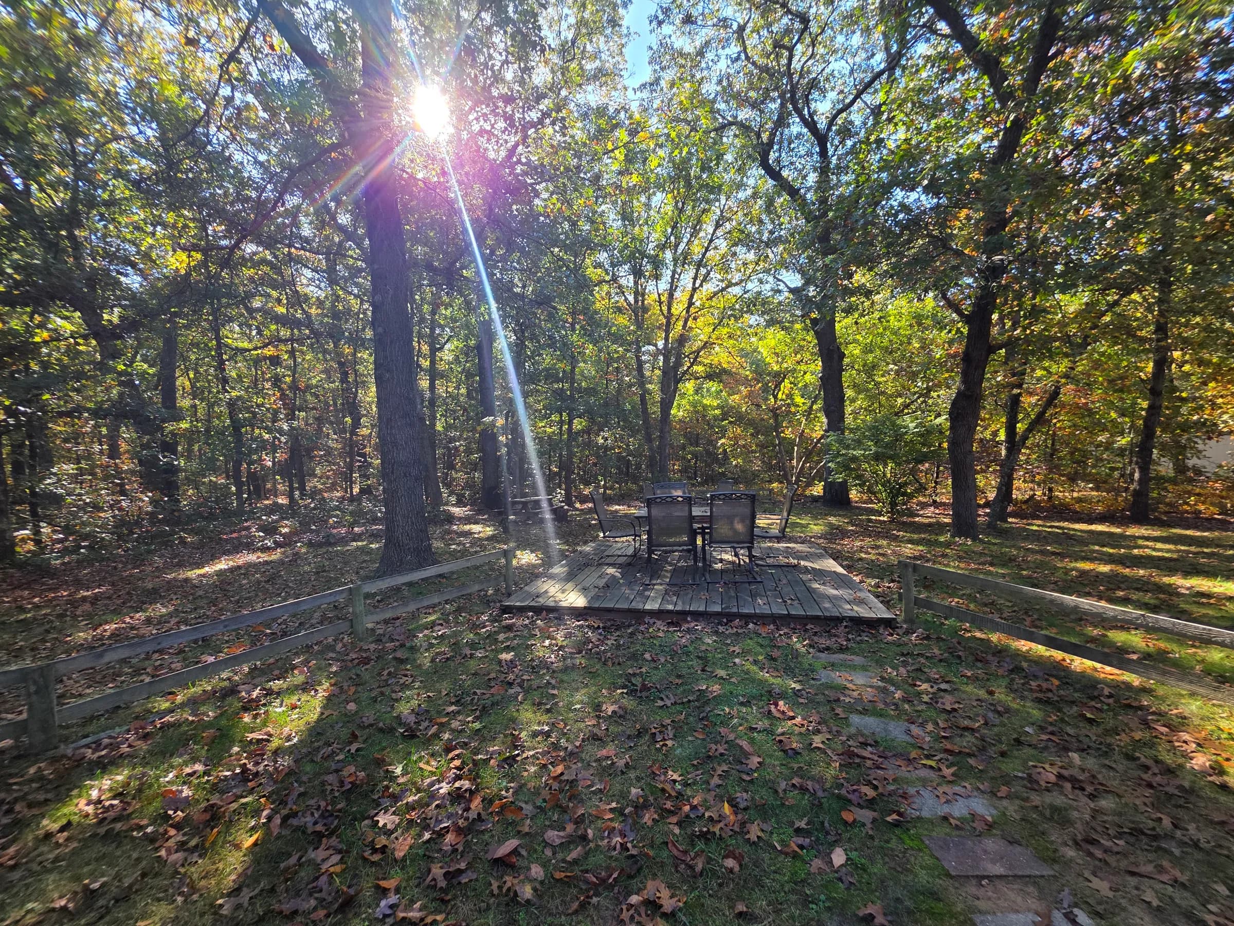Morning sun through the oaks